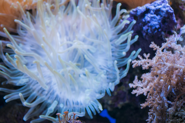 koraal kleuren  - Foto, afbeelding