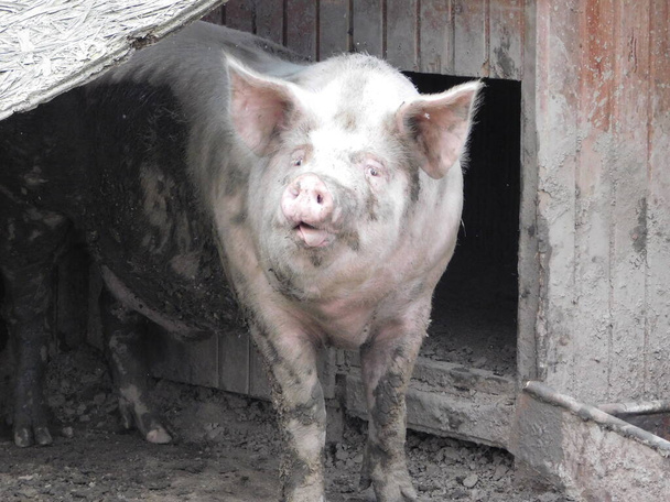 Schwein in einer Scheune Gattung Sus, innerhalb der geradzahnigen Huftierfamilie Suidae. Zu den Schweinen gehören Hausschweine (Sus domesticus) und ihr Vorfahr, das gemeine eurasische Wildschwein (Sus scrofa).) - Foto, Bild