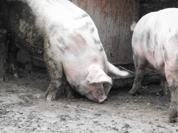 Schwein in einer Scheune Gattung Sus, innerhalb der geradzahnigen Huftierfamilie Suidae. Zu den Schweinen gehören Hausschweine (Sus domesticus) und ihr Vorfahr, das gemeine eurasische Wildschwein (Sus scrofa).) - Foto, Bild