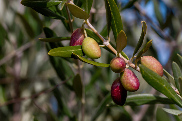 Olive tree (Olea Europaea) red purplish and green fruits  - Foto, immagini