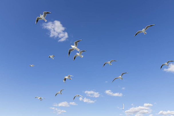 Mavi gökyüzünde beyaz kabarık bulutlar ve martılar - Fotoğraf, Görsel
