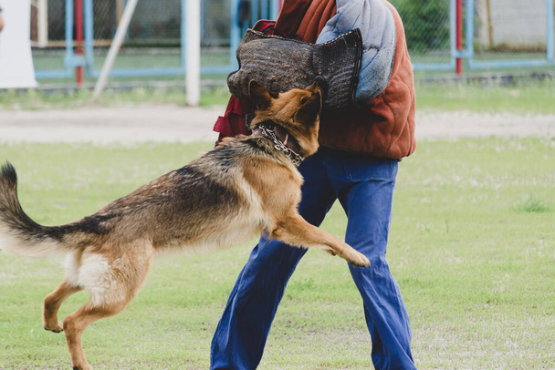 Alman çoban köpeği özel korumalı giysiler giyen birine saldırır. Servis köpeği eğitimi. Hareket Bulanıklığı, Saptırma, Gürültü, Tahıl Efekti. - Fotoğraf, Görsel