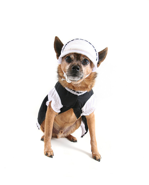 Dog dressed up as maid - Фото, зображення