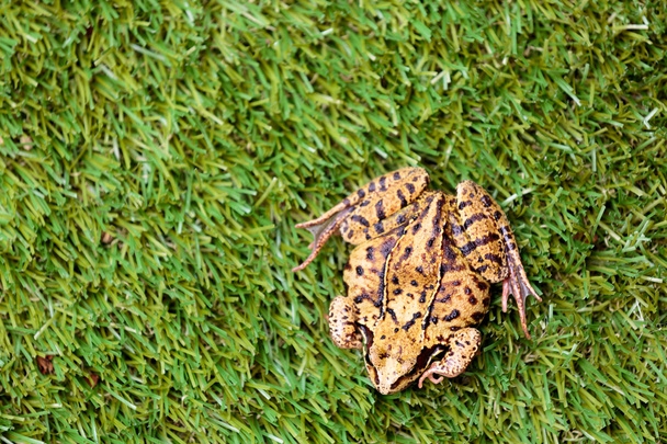 Overhead View of Common Frog on Grass - Photo, Image