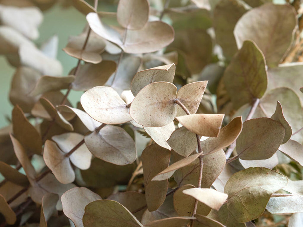 Ein Bündel getrockneter Blumen und Eukalyptuszweige auf grünem Hintergrund - Foto, Bild