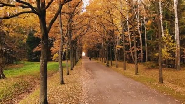 Cesta mezi řadami stromů a lavic v podzimním parku - Záběry, video