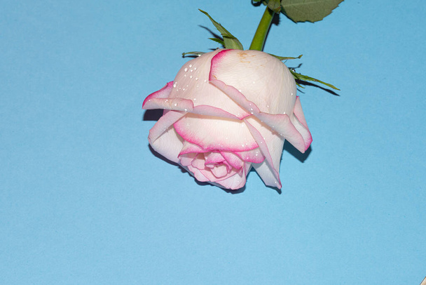 Closeup of fresh colorful rose over blue background  - Фото, изображение