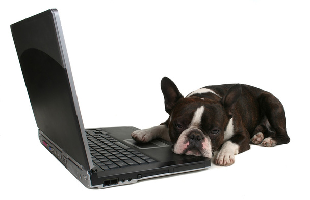 Boston terrier in front of laptop - Photo, Image
