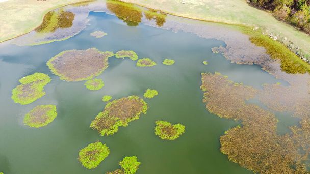 Top view helyi park füves gyep, fák és liliom pad algák takaró erősen szennyezett tó Dallas, Texas, USA. Vízalatti növények, cianobaktériumok és moha felhalmozódik a vízfelületen - Fotó, kép