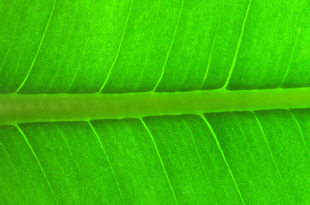Structure of leaf - Photo, Image