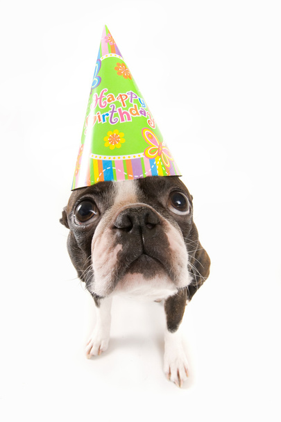 Boston terrier z kapelusz urodziny - Zdjęcie, obraz