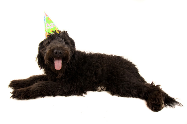 Black poodle in birthday hat - Photo, Image