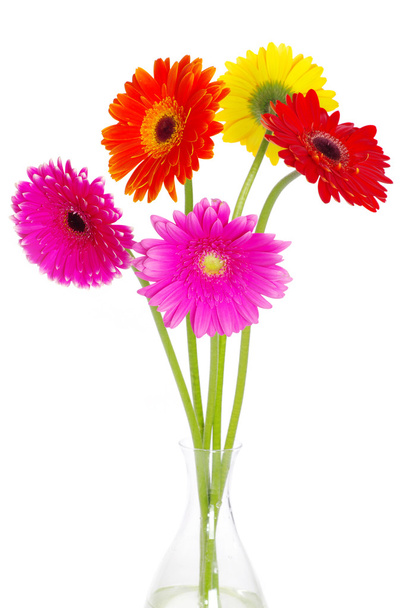 Colorful gerberas - Photo, image