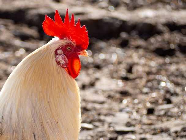 Pollo domestico biologico in un'azienda agricola sostenibile. Concetto cibo sano - Foto, immagini