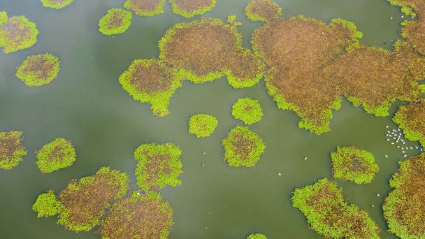 Aerial view ducks, goose and geese swimming on heavily polluted lake with lily pad algae blanket in Dallas, Texas, USA. Submerged plants, cyanobacteria and accumulates moss on water surface - Photo, Image