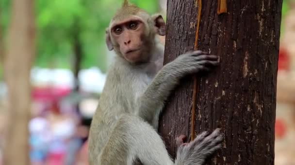 Macaco sentado na árvore - Filmagem, Vídeo