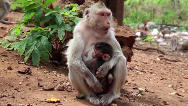 Macaco com filhote senta
 - Filmagem, Vídeo