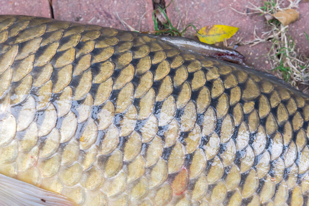 Scales, pectoral fins and dorsal fins in full frame background view. Fish scales pattern and fins on large European carp Cyprinus carpio . - Photo, Image