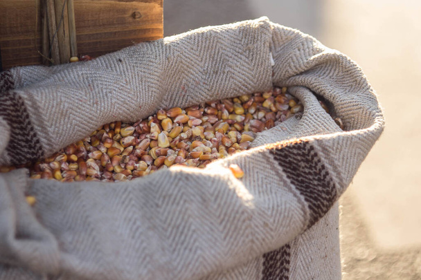 Egy zsák friss bio nyers kukorica. - Fotó, kép
