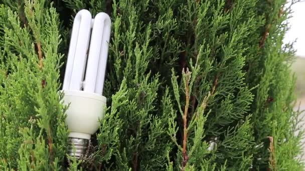 tree and   saving light bulb - Footage, Video