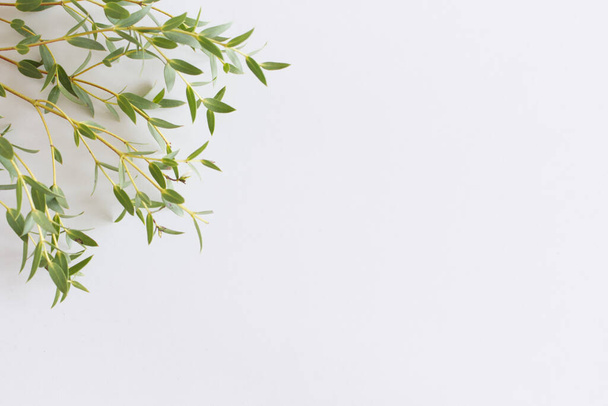 Cornice, bordo in foglie di eucalipto e rami su fondo bianco. Composizione floreale. Femminile stock in stile piatto lay immagine, vista dall'alto. Ricevuto. Concetto di eucalipto. - Foto, immagini