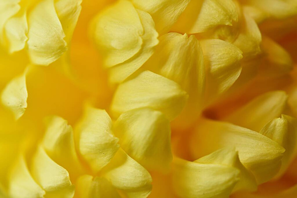yellow background of yellow chrysanthemum petals close-up. macro. texture - Photo, image