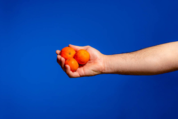 Mans hand offering three tangerines freshly picked from the trees, it is a delicious and very healthy fruit. Isolated on blue studio background. - Fotoğraf, Görsel