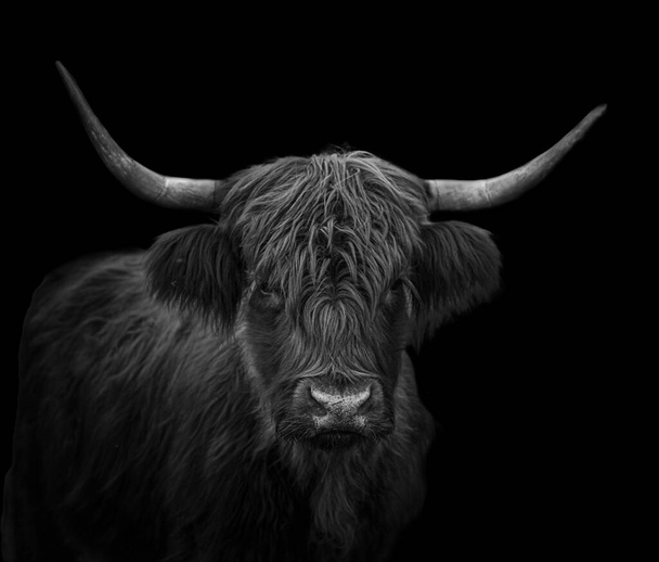 czarno-biały portret szkockiego bydła górskiego z dramatycznym oświetleniem i czarnym tłem - Zdjęcie, obraz
