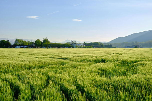 landscape of a wheat field with the first rays of the morning sun. Vall den Bas, Garrotxa, Girona. - Photo, Image