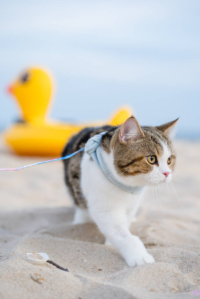 podróż w Tajlandii podróż z kotem siedzieć na kaczki gumowe pierścień na plaży piasku - Zdjęcie, obraz