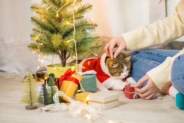 hnědá skotská rovný tabby kočka látka červená santa přikrývka s vánoční strom pozadí - Fotografie, Obrázek