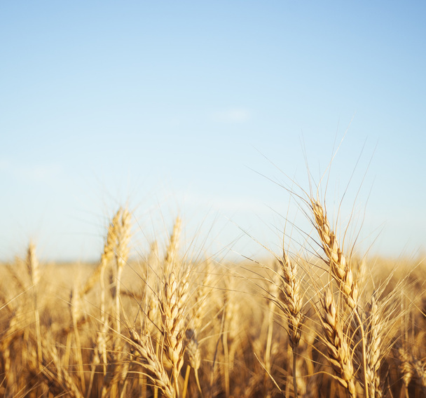 buğday tarlası - Fotoğraf, Görsel