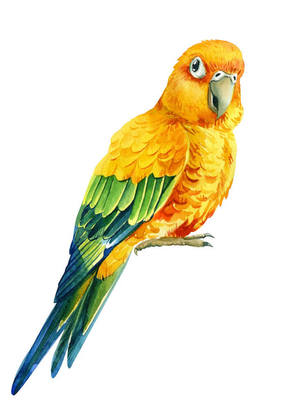 papoušci hrdličky na izolovaném bílém pozadí, akvarel ilustrace - Fotografie, Obrázek