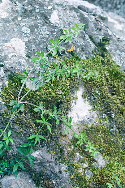 Rubia peregrina L. es una especie de liana herbácea perteneciente a la familia Rubiaceae.. - Foto, imagen