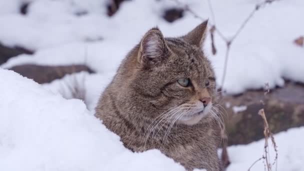 Gato salvaje europeo (Felis silvestris) en invierno - Imágenes, Vídeo