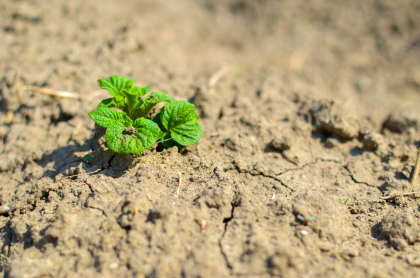 Jeunes pousses de pommes de terre vertes sur la terre, agriculture biologique - Photo, image