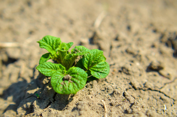 Молода зелена стручка картоплі на землі, органічне землеробство
 - Фото, зображення