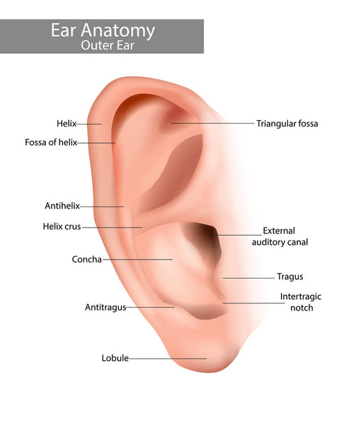L'orecchio esterno è il padiglione auricolare o pinna. Anatomia dell'orecchio. Illustrazione realistica dell'orecchio - Vettoriali, immagini