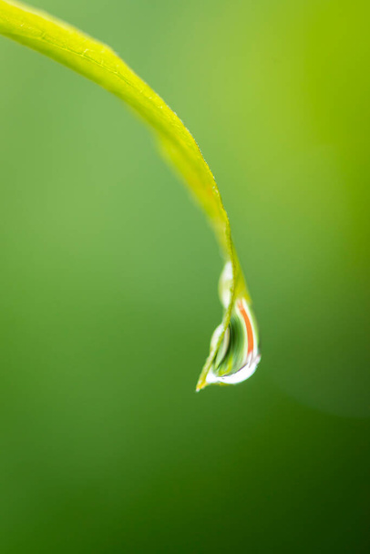 Drop of water dripping from leaf on blurred green background. - Zdjęcie, obraz
