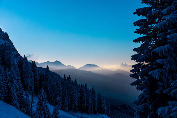 Alpejski las sosnowy z mglistymi górami w tle - Zdjęcie, obraz