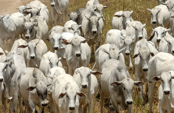 Çiftlik hayvanları. Jacarau, Paraiba, Brezilya 'daki Nelore sığırları. - Fotoğraf, Görsel