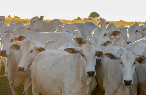 Nelore cattle in Bananeiras,Paraiba, Brazil. - Fotografie, Obrázek