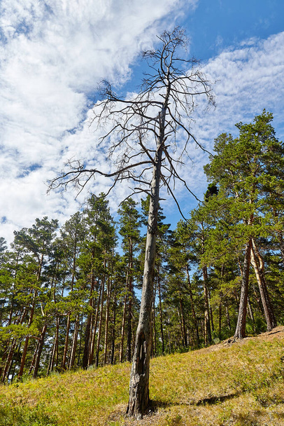 dry dead pine tree with branches on the background of the forest and sky with clouds - Fotografie, Obrázek