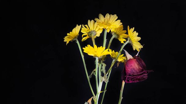 close up of beautiful flowers on black background. - Valokuva, kuva