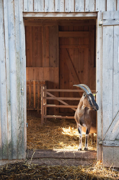 Curiosa cabra mirando fuera del establo - Foto, Imagen