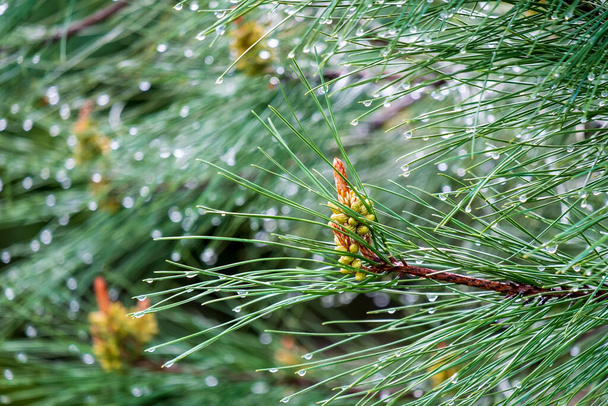 雨の後の松や新緑や自然の長い針に水滴が - 写真・画像