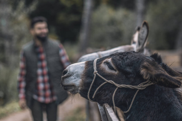 Bearded farmer standing near the donkey in a cattle-pen - Photo, Image