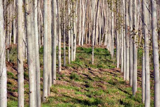 Rangées d'arbres dans une forêt de peupliers en automne - Photo, image