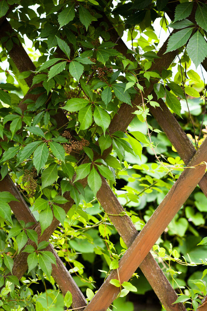 Πέργκολα κήπου καλυμμένη με πράσινα φύλλα κισσού. Parthenocissus quinquefolia (αναρριχητής Βιρτζίνια, αναρριχητής Βικτώριας, πεντάφυλλος κισσός). Σχεδιασμός κήπου. Διακοσμητικός κήπος. Διαμόρφωση τοπίου. - Φωτογραφία, εικόνα