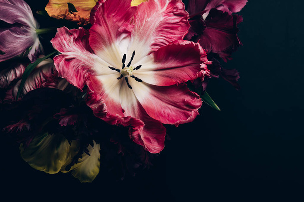 Bunch of Parrot Style Tulips - Photo, Image